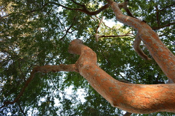 Lush tree top seen from below