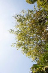 treetop and sky