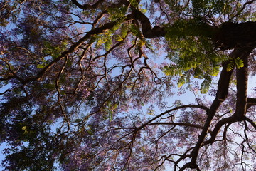 Lush tree top seen from below