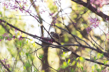 bird on a redbird branch in Spring