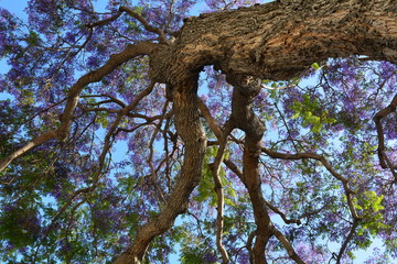 Lush tree top seen from below