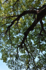 Lush tree top seen from below