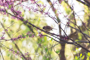 bird on a redbird branch in Spring