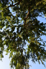 Lush tree top seen from below