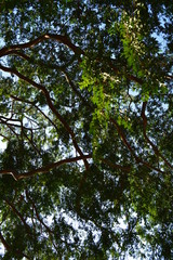 Lush tree top seen from below