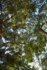 Lush tree top seen from below