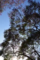Lush tree top seen from below