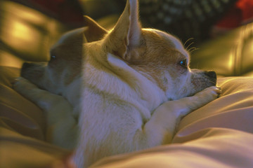 Chihuahua Dog Sleeping Chill Rest