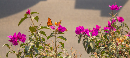 Jard&iacute;n con Mariposas