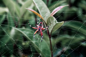 Araña