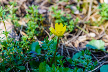 Yellow buttercup in a forest on early spring