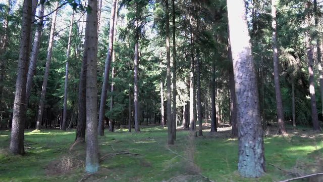 langsam durch einen Wald fahren