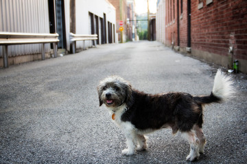 stray dog in an alley in Cincinnati Ohio