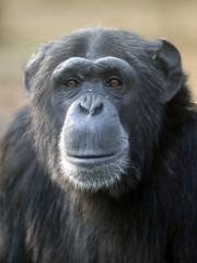 Female Chimpanzee Portrait looking at camera in nature