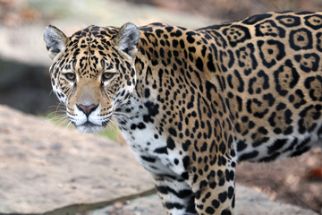 Fototapeta na wymiar close-up of wild Jaguar standing in nature