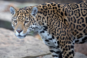 close-up of wild Jaguar standing in nature