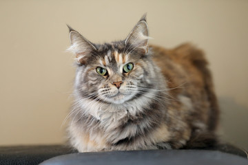 Fototapeta na wymiar tabby domestic long-haired cat resting at home