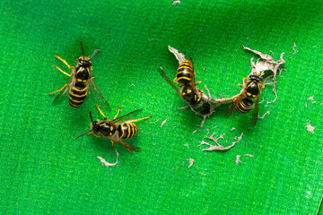 4 wasps begin construction of a wasp nest