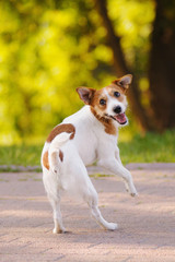 funny jack russell jumps out with his tongue out