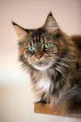 tabby domestic long-haired cat resting at home