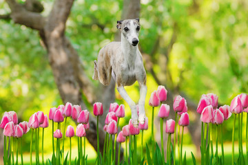 graceful whippet dog jumps over flowers