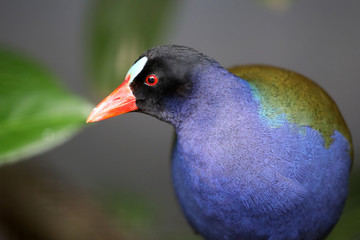 American purple gallinule with exotic plumage, close-up