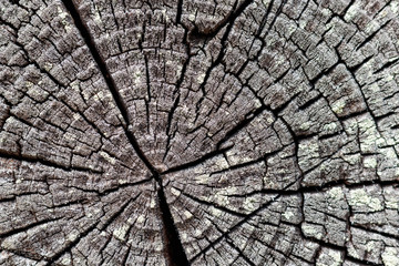 The texture of the old tree. Old tree saw cut