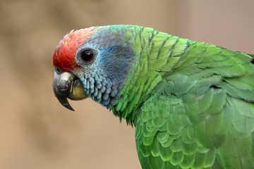 Scarlet macaw parrot profile portrait outdoors