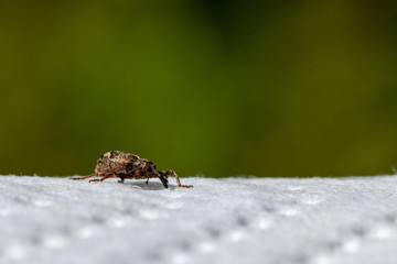 Weevil crawling on a white paper towel against the background of green bokeh.