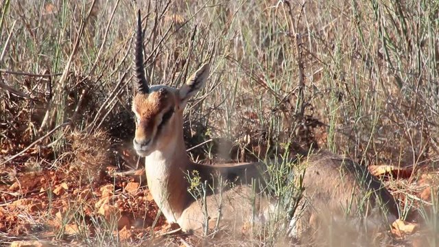 Israeli mountain gazelle unicorn Medium shot of Israeli mountain gazelle unicorn