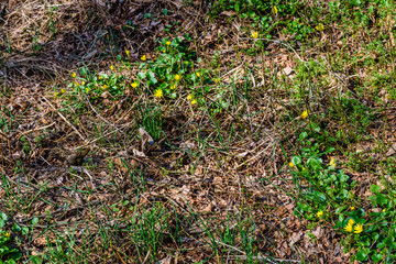 Yellow buttercups in a forest on early spring