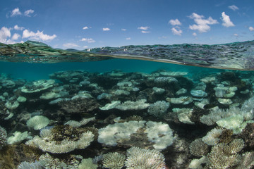 Under over of coral bleaching in Maldives