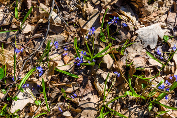 Blue scilla flowers in the forest on spring