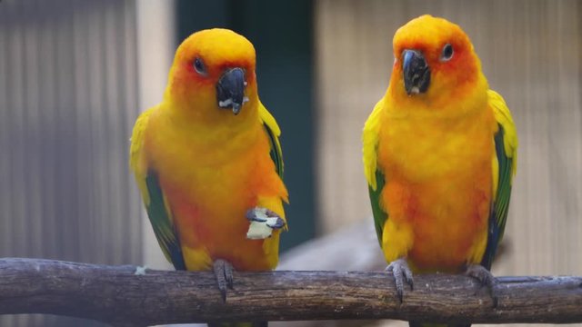 Two sun conure parrots sits on a perch  facing the camera. The bird on the right  move and tilts head to share food with bird on the left. They put their beaks together.