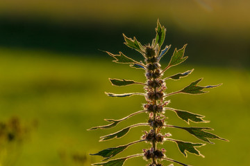 Blooming Motherwort, Leonurus cardiaca, an herbaceous perennial plant , in the evening in a natural setting