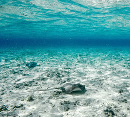 Mantarraya de perfil nadando en el mar cristaino de san andrés islas