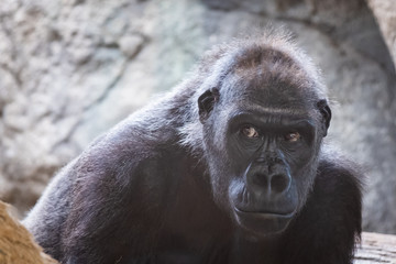Portrait d'un gorille des plaines