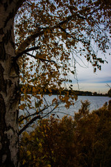 tree on the lake