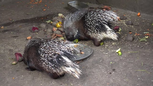 Odessa, Ukraine - 29th of June, 2017: 4K Odessa zoological garden - Indian porcupine eats scattered on the concrete floor vegetables