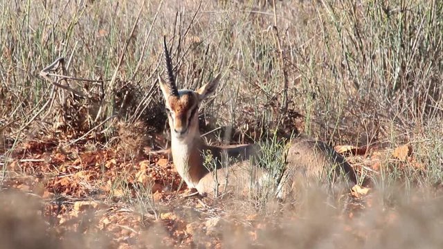 Israeli mountain gazelle unicorn Medium shot of Israeli mountain gazelle unicorn