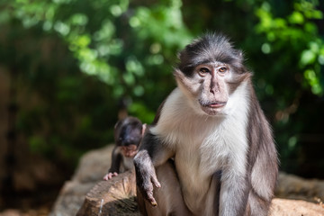 Fototapeta premium Singe mangabey