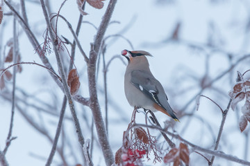 Bohemian Waxwing in a Mountain Ash Tree