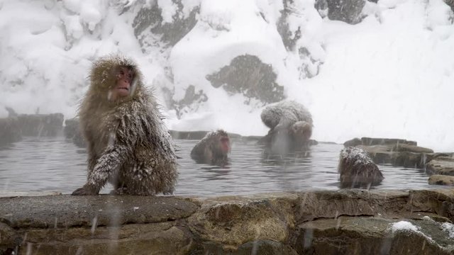 温泉でくつろぐニホンザル(snow monkey)