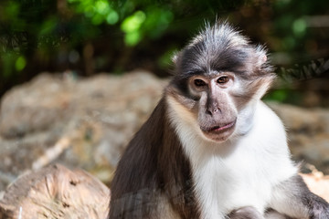 Portrait d'un singe mangabey