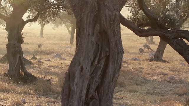 Israeli mountain gazelle behid olive tree