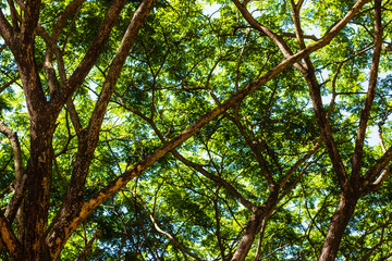 green trees background in forest