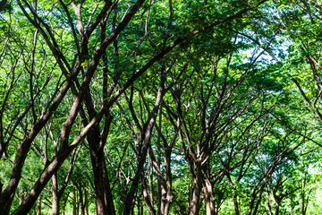 green trees background in forest