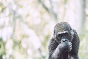 Gorille des plaines