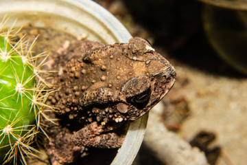 Close up of Common toad in the garden
