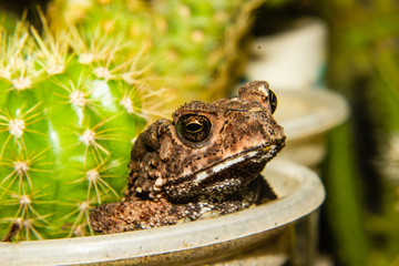 Close up of Common toad in the garden